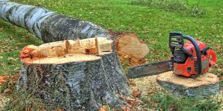 Best Tree Risk Assessment  in Maplewood, MN