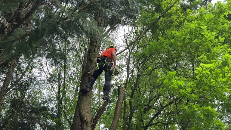 Best Utility Line Clearance  in Maplewood, MN