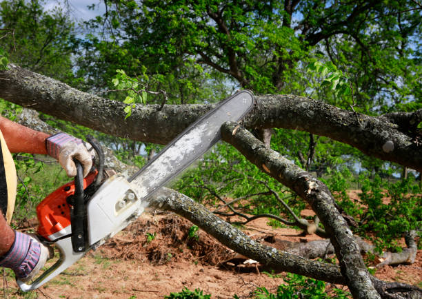 Best Tree Cabling and Bracing  in Maplewood, MN